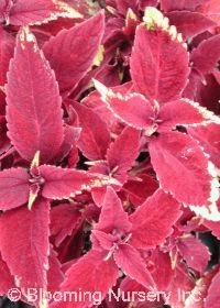 Coleus (Solenostemon) 'Defiance'